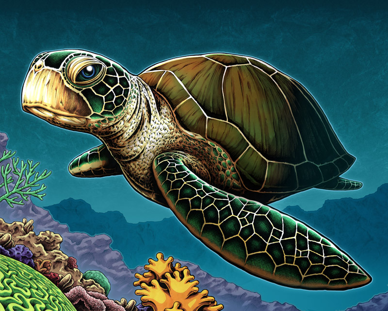 Ocean Animal Art Print - "Sea Turtle" - Nicholas Ivins